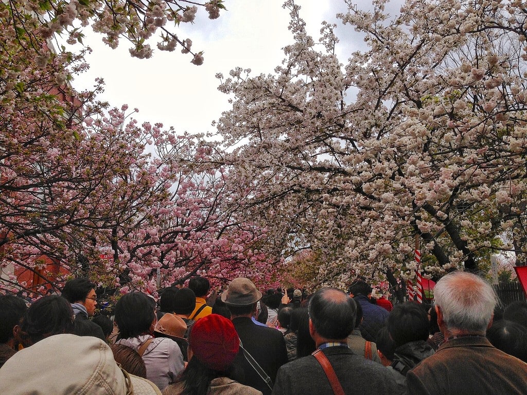 2018-japan-cherry-blossom-schedule-and-guide-foodicles