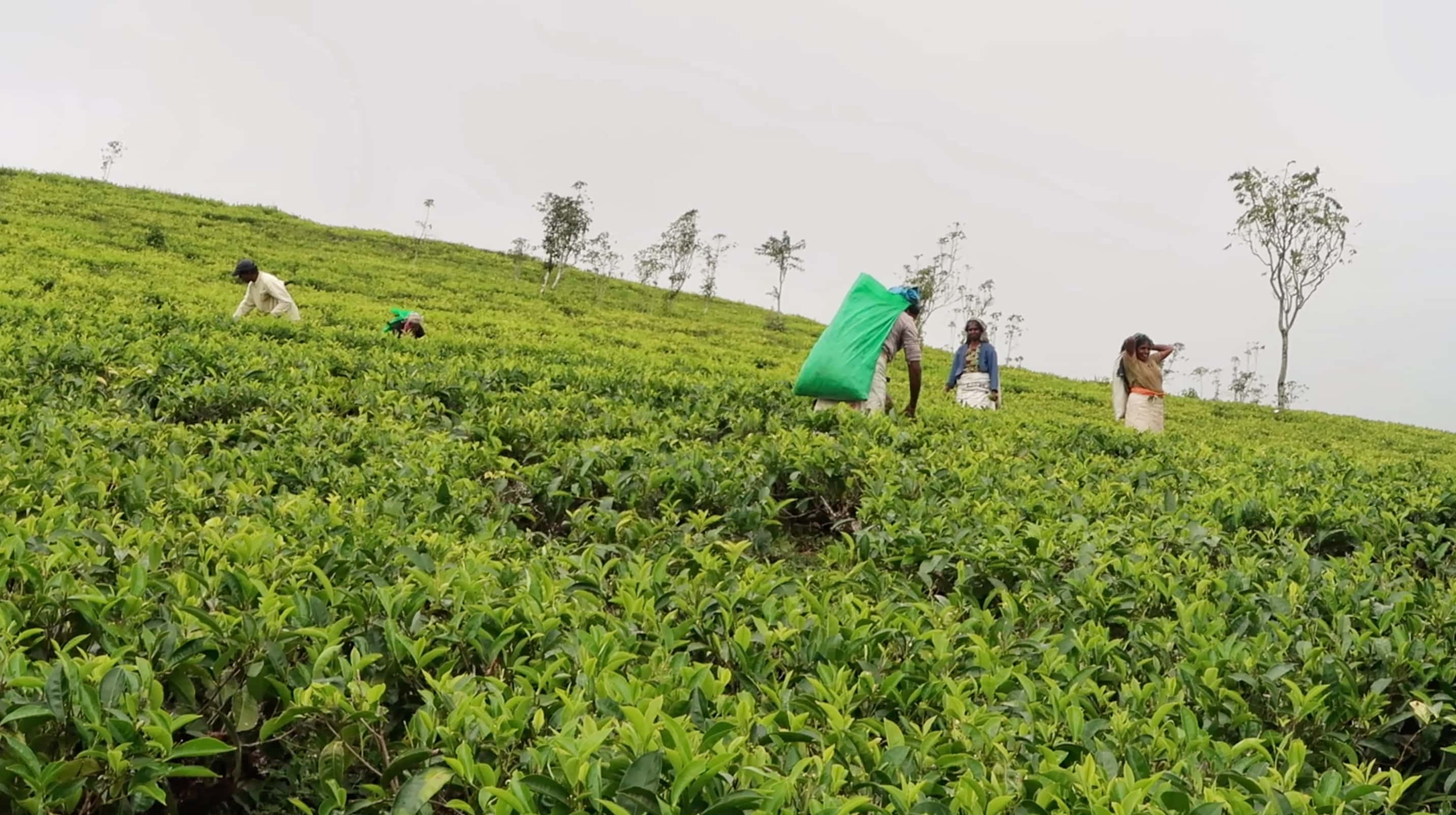 Picking started