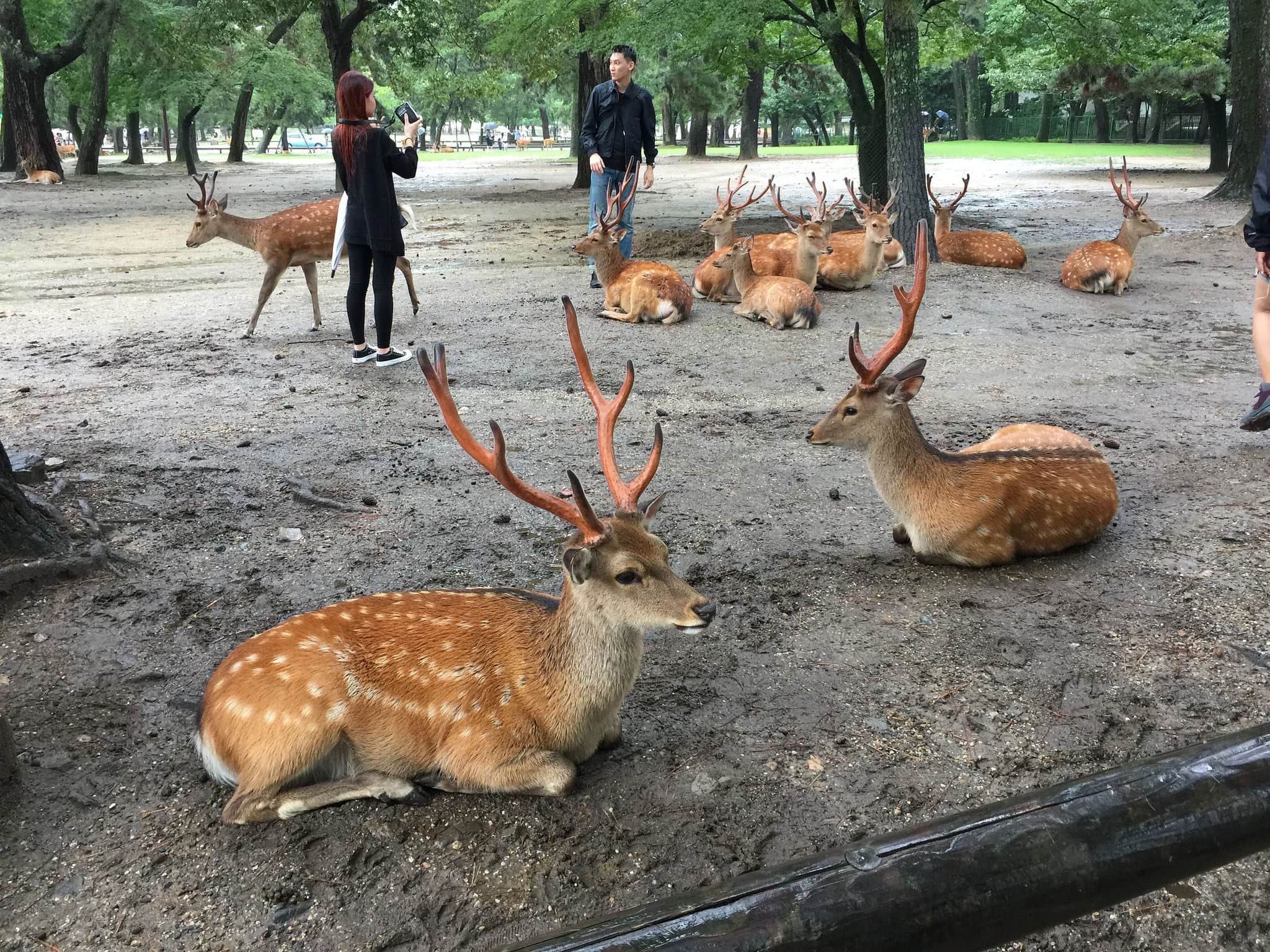 feeding deer